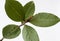 Bay leaf plant isolated closeup