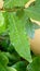 Bay leaf with scattered water drops