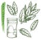 Bay leaf spice and herbal seasonings, sketch herbs