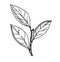 Bay leaf vector hand drawn illustration. Isolated spice object. Engraved style seasoning laurel. Detailed organic