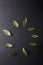 Bay leaves on a black background. Bay leaf. Laurel wreath.