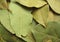 Bay leaves close-up #2