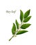 Bay leaves, herb seasoning and spice flavoring