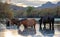 Bay and Liver chestnut wild horse stallions feeding on salt grass at sunset in the Salt River near Mesa Arizona USA