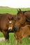 Bay mare and foal