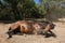 Bay mare starting to roll on dusty ground to dry herself after a summer shower.