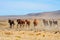 The bay mustangs galloping in the Patagonian plains