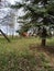 Bay and piebald horses graze in the pasture among the trees on a clear day.