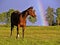 Bay Quarter Horse at pasture looking Rainbow in the sky.