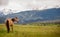 Bay Quater Horse in the Mountain Pasture