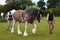 Bay and Roan Shire Horse  Stallion on shown ground