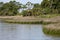 Bay shoreline with grasses and trees