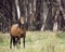 Bay/Sorrel Australian Brumby Lead Mare