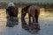 Bay and sorrel liver chestnut wild horse stallions grazing on water grass at sunset in the Salt River near Mesa Arizona USA