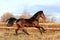 Bay stallion galloping