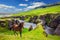 Bay thoroughbred horse grazes on a cliff