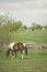 Bay tobiano mare grazing