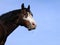 Bay tobiano stallion