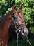 Bay Trakehner Horse with classic bridle