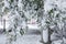 Bay tree Laurus nobilis branches with blossom flowers snow covered in Athens, Greece, 15th of February 2021