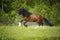 Bay Vladimir Heavy Draft horse playing on the meadow