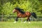 Bay Vladimir Heavy Draft horse runs gallop on the meadow