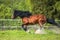 Bay Vladimir Heavy Draft horse runs gallop on the meadow