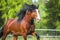 Bay Vladimir Heavy Draft horse runs gallop on the meadow