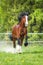 Bay Vladimir Heavy Draft horse runs gallop on the meadow