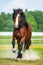 Bay Vladimir Heavy Draft horse runs gallop on the meadow