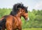 Bay Vladimir Heavy Draft horse runs gallop on the meadow