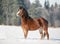 Bay welsh pony in snow