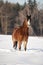 Bay welsh pony in snow