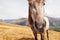 A bay and white colored horse with a long Blonde mane