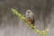 Bay winged Cowbird in Calden forest environment, La Pampa