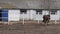 Bay young horse walking in the pen.