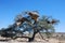 Baya birds colony in a camel-thorn tree