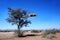 Baya birds colony in a camel-thorn tree