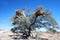 Baya birds colony in a camel-thorn tree