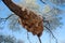 Baya birds colony in a camel-thorn tree