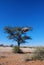 Baya birds colony in a camel-thorn tree