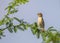 Baya Juvenile on a tree