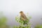 Baya weaver on Babool Tree