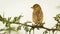 Baya Weaver back, (Ploceus philippinus) on the tree