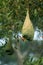 Baya Weaver Bird