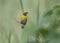 The baya weaver bird