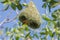 Baya Weaver bird with yellow head perching on its half-built pendant nests