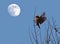 Baya weaver with Moon