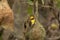 Baya weaver with nest, Ploceus philippinus, Pune. Maharashtra, India