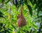 Baya Weaver ploceus philippinus perching on the nest